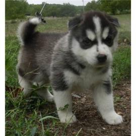 Siberian Husky Welpen