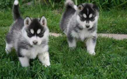 Siberian Husky Welpen