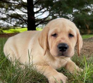 Wundersch�ne Golden Retriever-Welpen
