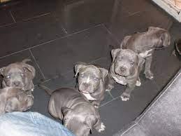 Amstaff Pitbull Blueline 12 Monate alt