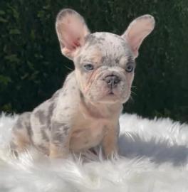 Franz?sische Bulldoggenwelpen verf?gbar