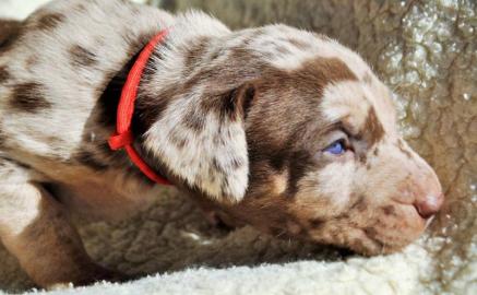 Louisiana Leopard dog- Catahoula