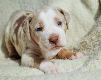 Louisiana Leopard dog- Catahoula