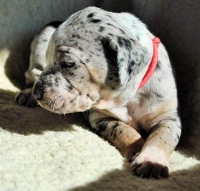Louisiana Leopard dog- Catahoula