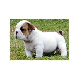 Reizender Englisch Bulldogge Welpen