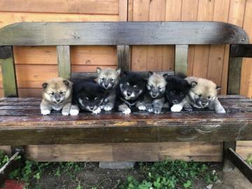 Weihnachten Shiba inu welpen mit Papiere