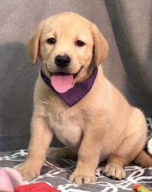Wundersch�ne Golden Retriever-Welpen