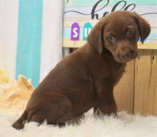 Wundersch�ne Golden Retriever-Welpen