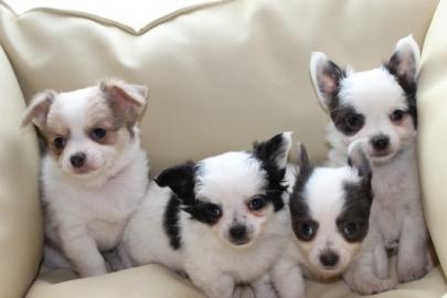 Kleine Mini Chihuahua Welpen suchen jetz