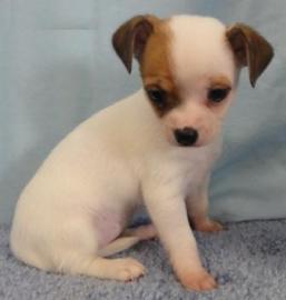 Typvolle Chihuahua Welpen(Langhaar und