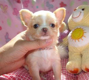 Typvolle Chihuahua Welpen(Langhaar und