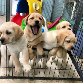 Entz�ckende Labrador Welpen zu verkaufen