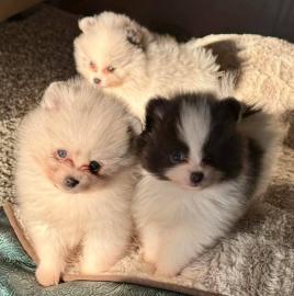 MINI-Pomeranian Welpen mit Papieren