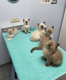 Wir haben diese kleinen Ragdoll-K�tzchen