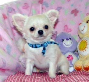 Chihuahua Babys mini fur 100 euro