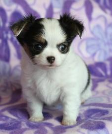 Chihuahua Babys mini fur 100 euro