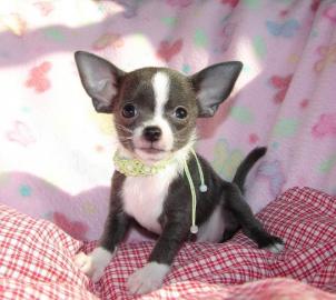 Wundersch�ne Mini Chihuahua welpen