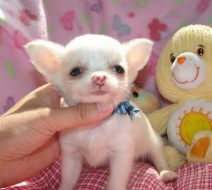 Wundersch�ne Mini Chihuahua welpen