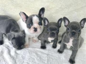 Liebevolles Franz�sische Bulldogge Welpe