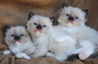 S??e Ragdoll-K?tzchen