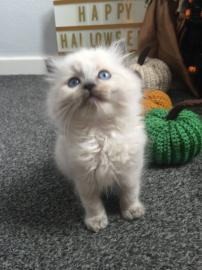 Atemberaubende Ragdoll K?tzchen jetzt fe