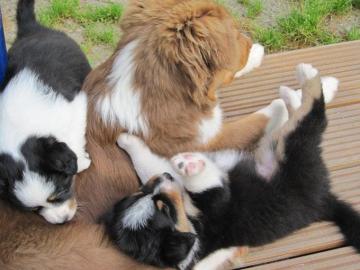 Wundersch�ne Australian Shepherd Welpen