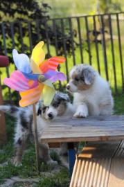 Wundersch�ne Australian Shepherd Welpen