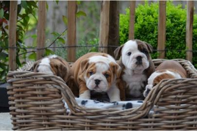 Super s��e English Bulldoggen Welpen abz
