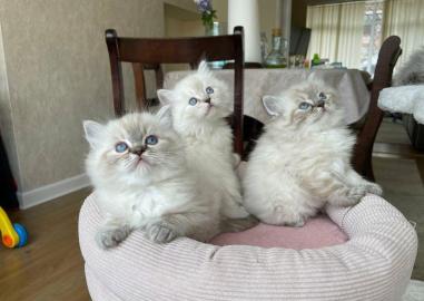 Ragdoll-K�tzchen, die ein liebevolles Zu