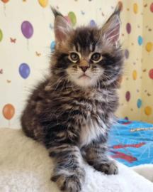 Wundersch�ne Maine-Coon-Katzen abzugeben