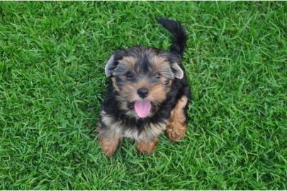 Yorkshire Terrier welpen black an tan