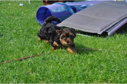 Yorkshire Terrier welpen black an tan