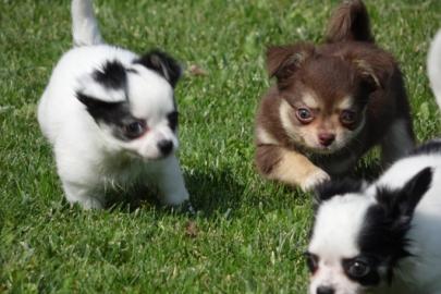 Wundersch�ne, Typ volle Chihuahua-Welpen