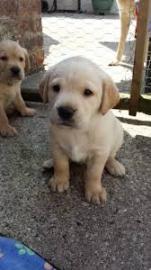Labrador Welpen mit Papieren