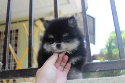 PomeranianZwergspitz Babys in n mit VDH