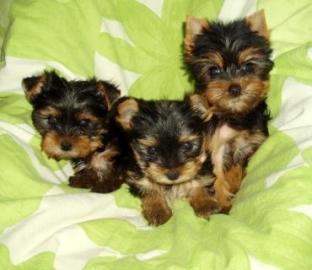 Yorkshire terrier