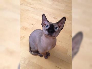 Reinrassigen Sphynx Elf Kitten