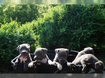 American Bully XL-XXL der Extraklasse