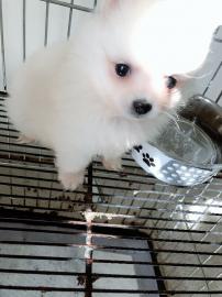 Pomeranian Zwergspitz Welpen suchen ein