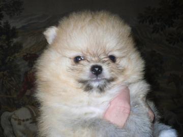 Reinrassige Zwergspitz Pomeranian Welpen