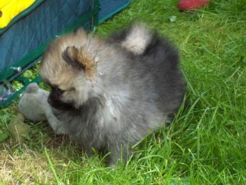 Reinrassige Zwergspitz Pomeranian Welpen