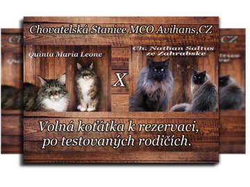 Cattery MCO Avihans, CZ