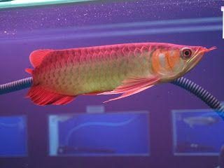 Qualit�t und gesund Arowanas zu verkaufe