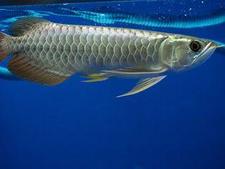 Qualit�t und gesund Arowanas zu verkaufe