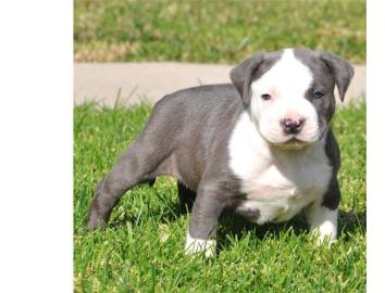 American Pit bull Terrier (Rednose)