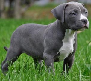 American Pit bull Terrier (Rednose)