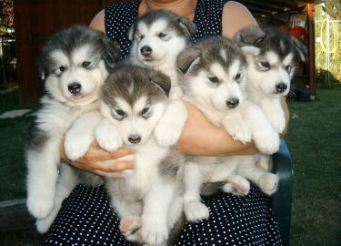 Siberian Husky Welpen zu verkaufen jetzt