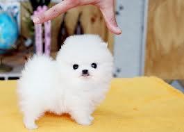 Reinrassige MINI POMERANIAN ZWERGSPITZ