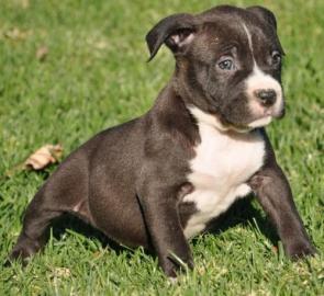 Reinrassige Pitbull welpen von neues Zuh