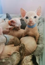 Reinrassige Sphynx Katzen